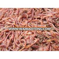 bloodworm aquarium fish food