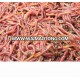 earthworm aquarium fish food