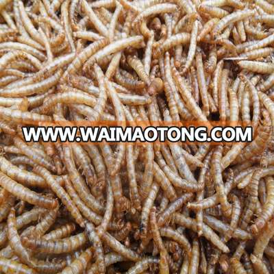 Feed For Bird & Fish Freeze dried mealworms;yellow mealworms