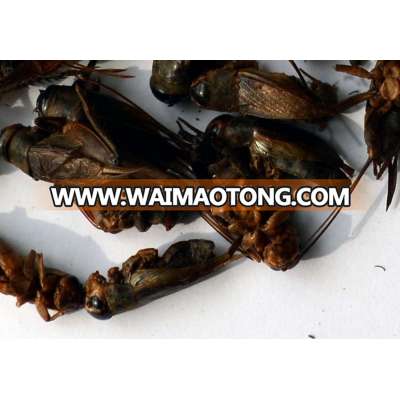 Animal Feed Top Quality Freeze-Dried Crickets Insects