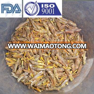 Pet Food Supplies Frozen Dried Grasshopper