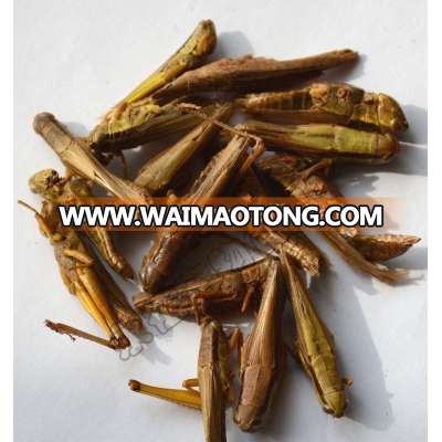 animal feed dried grasshopper