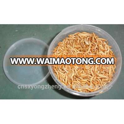 Canned Freeze Drying Mealworms