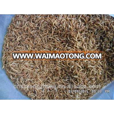 Pet food good quality High Protein 2.8 cm freeze Dried mealworm